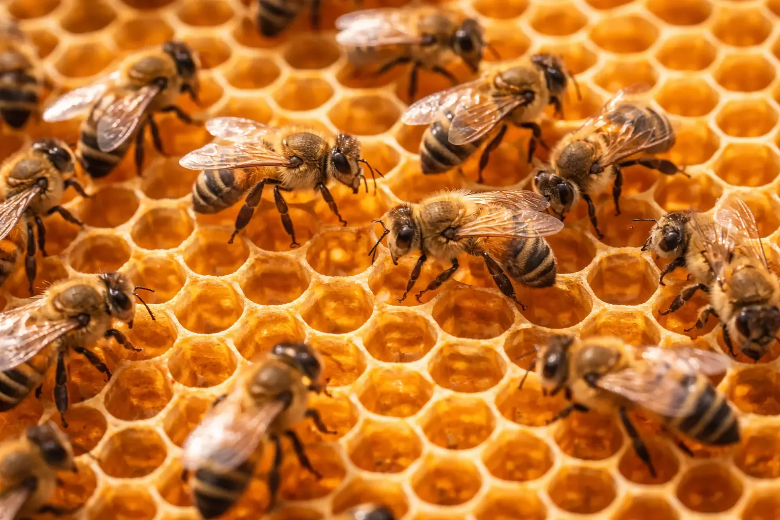 Nahaufnahme einer Bienenwabe mit zahlreichen Arbeitsbienen bei der Honigproduktion – detailreiche Makroaufnahme von Honigbienen auf goldener Wabenstruktur im Querformat.
